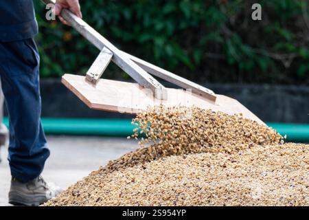 Costa Rica, plantation de café Hacienda Doka. Raclage des grains de café pendant le processus de séchage à l'air. Banque D'Images