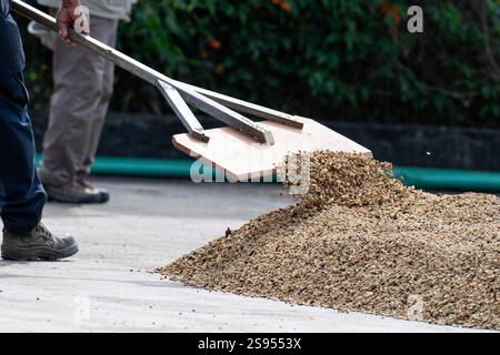 Costa Rica, plantation de café Hacienda Doka. Raclage des grains de café pendant le processus de séchage à l'air. Banque D'Images