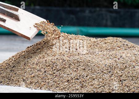 Costa Rica, plantation de café Hacienda Doka. Raclage des grains de café pendant le processus de séchage à l'air. Banque D'Images