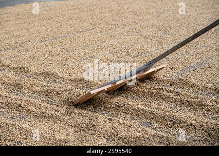 Costa Rica, plantation de café Hacienda Doka. Raclage des grains de café pendant le processus de séchage à l'air. Banque D'Images