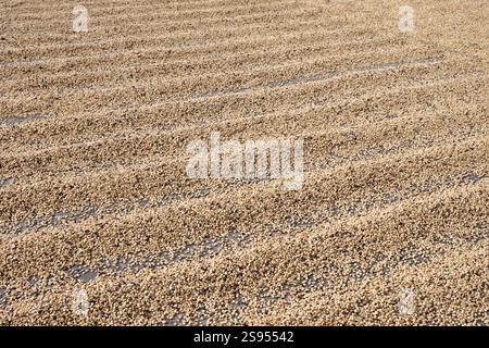 Costa Rica, plantation de café Hacienda Doka. Séchage à l'air des grains de café. Banque D'Images