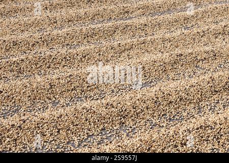 Costa Rica, plantation de café Hacienda Doka. Séchage à l'air des grains de café. Banque D'Images