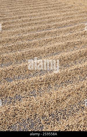 Costa Rica, plantation de café Hacienda Doka. Séchage à l'air des grains de café. Banque D'Images