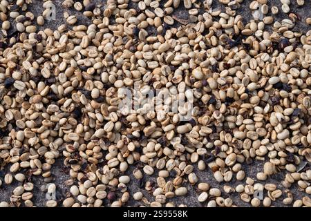 Costa Rica, plantation de café Hacienda Doka. Séchage à l'air des grains de café. Banque D'Images