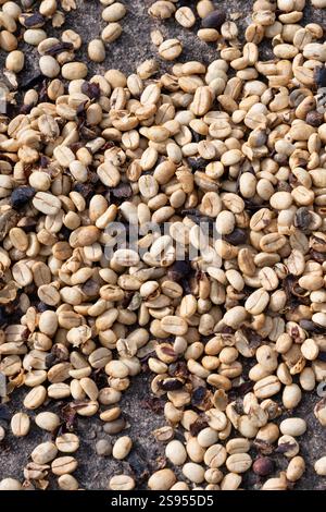 Costa Rica, plantation de café Hacienda Doka. Séchage à l'air des grains de café. Banque D'Images