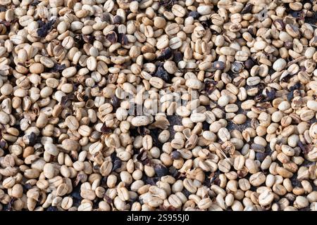 Costa Rica, plantation de café Hacienda Doka. Séchage à l'air des grains de café. Banque D'Images