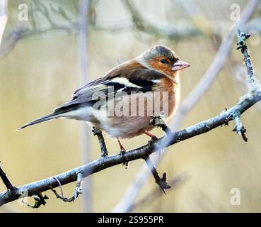 Chaffinch mâle (Fringilla coelebs) perché dans un arbre en janvier, West Lothian, Écosse. Banque D'Images