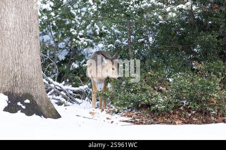 Faon de cerf de Virginie dans les bois d'hiver. New Jersey, États-Unis. Banque D'Images