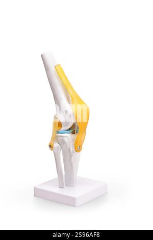 Plan studio d'un modèle d'articulation du genou isolé sur fond blanc Banque D'Images