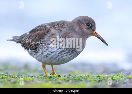 Gros plan d'un piper de sable violet, calidris maritima, buvant des oiseaux de rivage entre rochers et pierres sur la côte de la mer du Nord. Banque D'Images