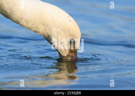 Gros plan d'une cupule commune, Platalea leucorodia, fourrager dans l'eau Banque D'Images
