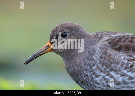 Gros plan d'un piper de sable violet, calidris maritima, buvant des oiseaux de rivage entre rochers et pierres sur la côte de la mer du Nord. Banque D'Images