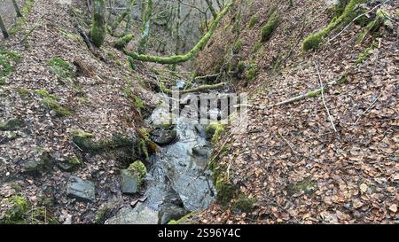 Les Birks of Aberfeldy célèbre promenade le long de la Moness Burn avec des cascades et des arbres anciens. Où Robert Burns a écrit sa chanson d'amour écossaise. magnifique Banque D'Images