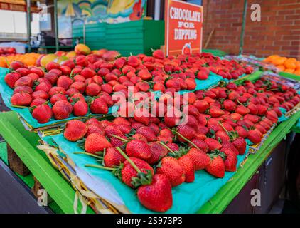 Tas de fraises rouges fraîches exposées sur un stand aux lignes vertes avec un panneau chocolat pour tremper dans un marché agricole de San Francisco, en Californie Banque D'Images