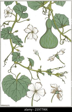 Grasset, Verneuil - la plante et ses applications ornementales PL 13. Banque D'Images