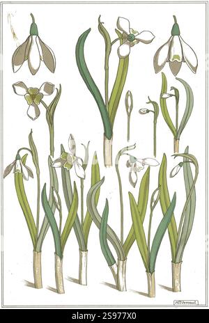 Grasset, Verneuil - la plante et ses applications ornementales PL 31. Banque D'Images