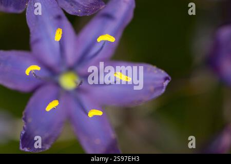 Gros plan de Purple Camas Lillies sur l'île de Vancouver. Banque D'Images