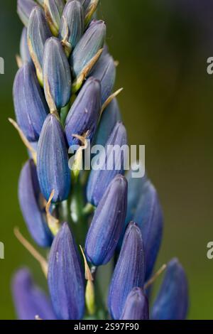 Gros plan de Purple Camas Lillies sur l'île de Vancouver. Banque D'Images