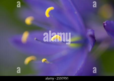 Gros plan de Purple Camas Lillies sur l'île de Vancouver. Banque D'Images