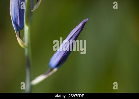 Gros plan de Purple Camas Lillies sur l'île de Vancouver. Banque D'Images