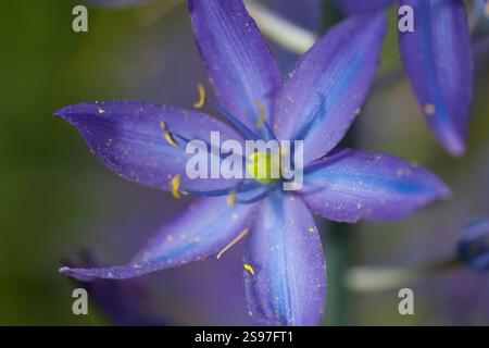Gros plan de Purple Camas Lillies sur l'île de Vancouver. Banque D'Images