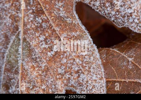 Gros plan d'une feuille avec du gel. Banque D'Images