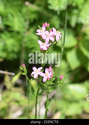 Feverwort Centaurium erythraea fleurs roses fleuries Banque D'Images