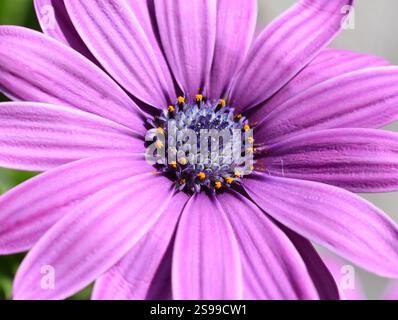 Fleurs mauve africaines en gros plan Banque D'Images