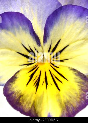 Gros plan sur une fleur de pensée jaune et bleue unique Banque D'Images