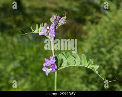 Plante de vesce de vache Vicia cracca de fleur sauvage avec des fleurs violettes Banque D'Images