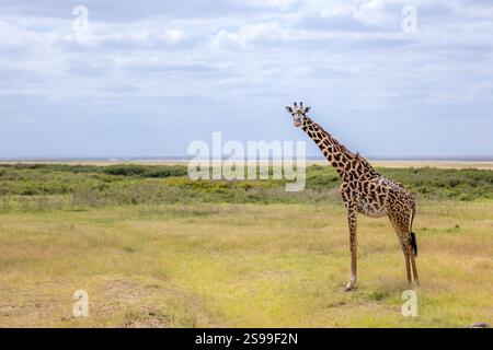 La girafe Masai, également orthographiée girafe Masai, et parfois appelée girafe du Kilimandjaro, est une espèce ou une sous-espèce de girafe. Banque D'Images