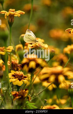Papillon blanc de chou sur les jaunes vives Marigolds dans le jardin d'été Banque D'Images