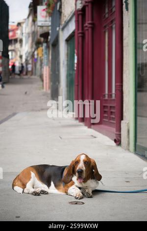 Basset Hound se repose dans City Street Banque D'Images