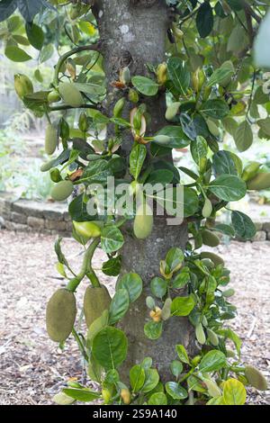 Artocarpus heterophyllus - Jackfruit - croissant sur un arbre. Banque D'Images