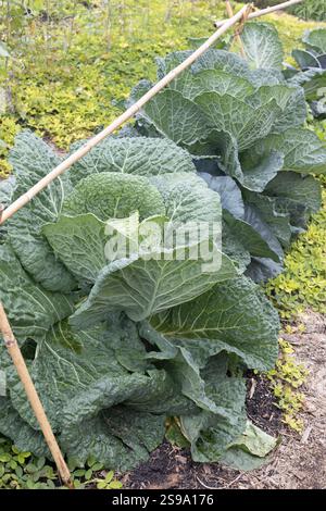 Brassica oleracea capitata - chou - poussant dans un jardin. Banque D'Images