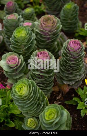 Chou ornemental dans un jardin. Banque D'Images