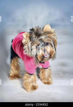 Un Yorkshire Terrier debout sur ses pattes arrière, portant une élégante tenue rose. Capturé en intérieur sur fond gris doux, le petit chien s expressiv Banque D'Images