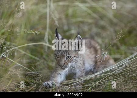 One young (10 weeks old) male Eurasian lynx, (Lynx lynx), walking through tall grass Banque D'Images