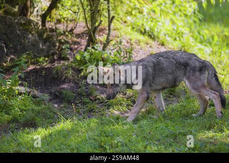 Un chiot loup gris (Canis lupus lupus) court le long de la lisière d'une forêt par une journée ensoleillée Banque D'Images