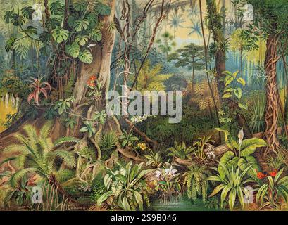 Plantes exotiques de la forêt tropicale. Illustration dessinée à la main à partir de l'encyclopédie Meyers, publiée en 1893. Restauré numériquement, texte original supprimé Banque D'Images