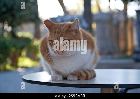 chat au gingembre assis sur une table dans un café dans le jardin Banque D'Images