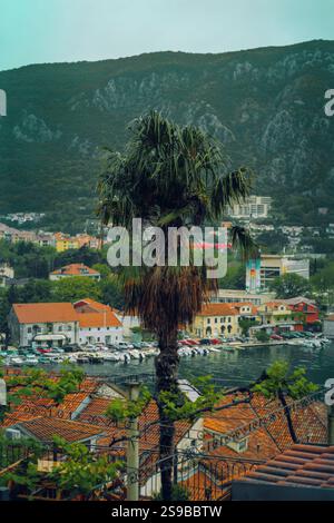 Palm Tree surplombant la ville côtière et Marina dans la baie de Kotor Montenegro Banque D'Images