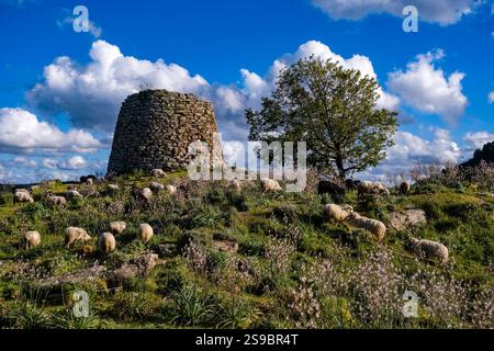 Moutons pâturant autour des ruines du bâtiment central du Nuraghe Su Nuraxi 'e Pauli, vestiges des établissements nuragiques, 1600-402 av. J.-C. Banque D'Images