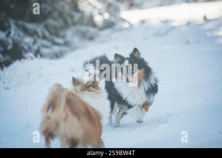Shetland Sheepdogs jouant dans la neige Banque D'Images