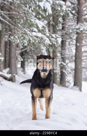 Un chien noir et bronzé se tient en toute confiance dans une clairière enneigée dans une forêt. Le cadre calme souligne la beauté naturelle du chien et de l'hiver Banque D'Images