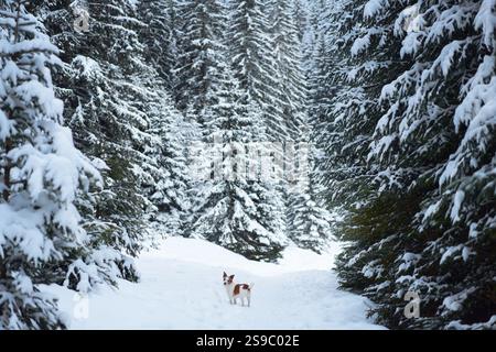 Un petit chien marche le long d'un sentier forestier enneigé entouré de grands arbres drapés de neige. L'atmosphère calme de l'hiver améliore la beauté pittoresque de Banque D'Images