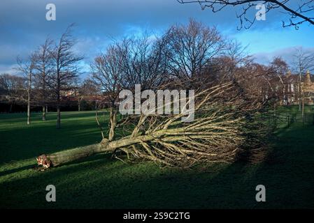 Arbre soufflé pendant la tempête Éowyn dans Lomond Park, Trinity, Édimbourg, Écosse, Royaume-Uni. Banque D'Images