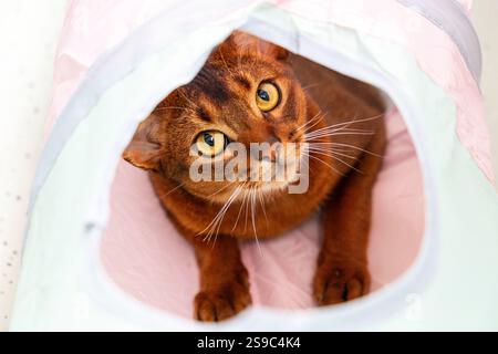 Portrait de chat abyssinien joue dans le jouet tube Banque D'Images