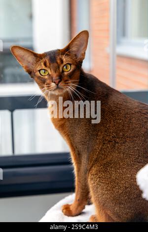 Chat abyssinien élégant avec des yeux expressifs et une posture alerte. Race exotique et énergique. Banque D'Images