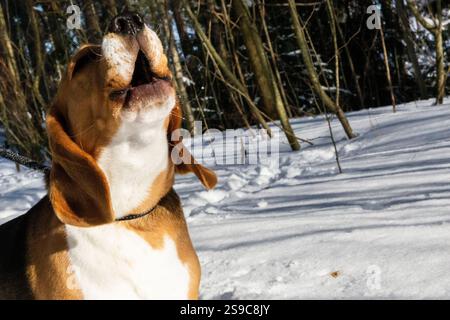 Chien Beagle hurlant sur la promenade hivernale Banque D'Images